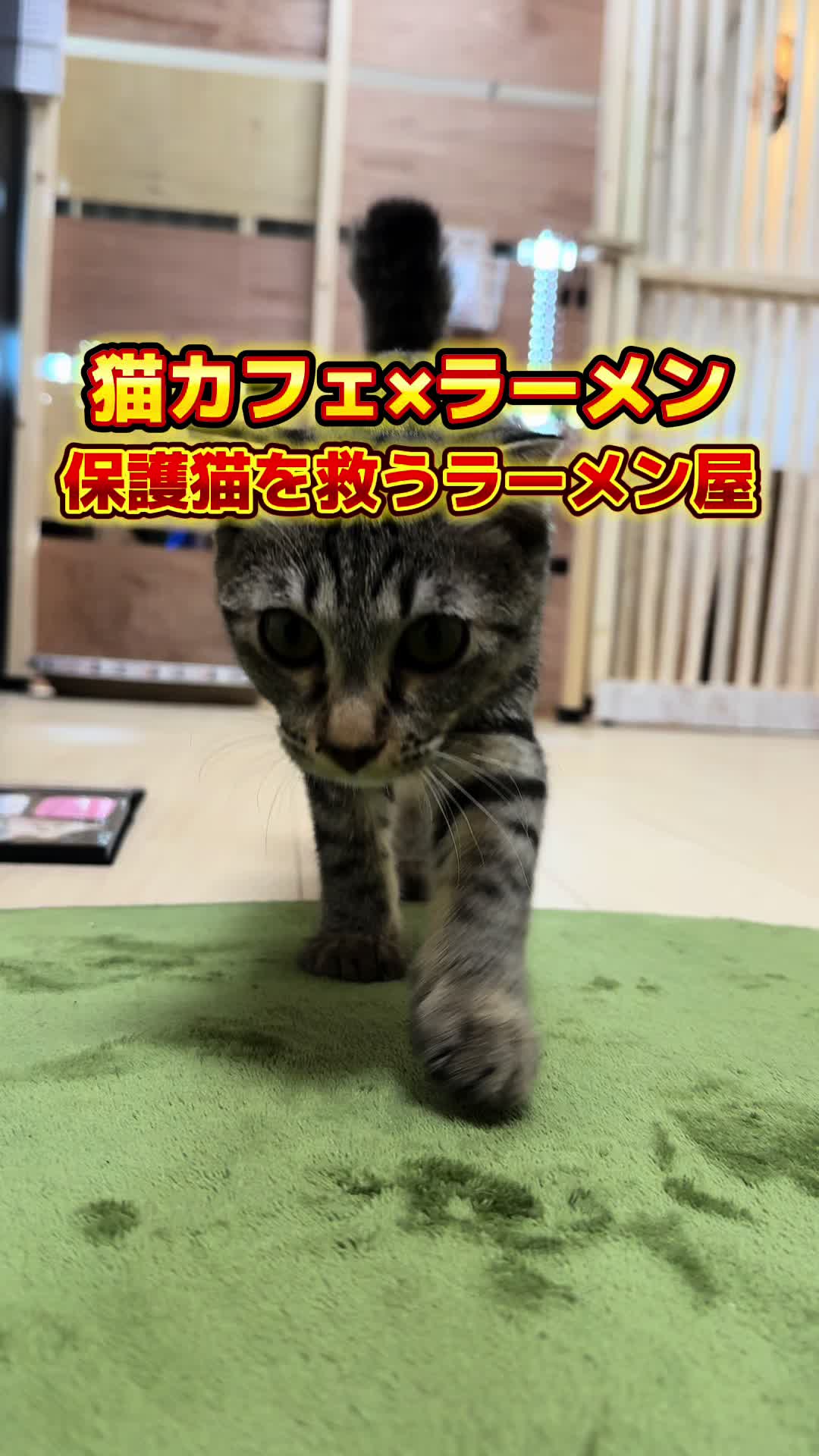 麺とかつおの物語
