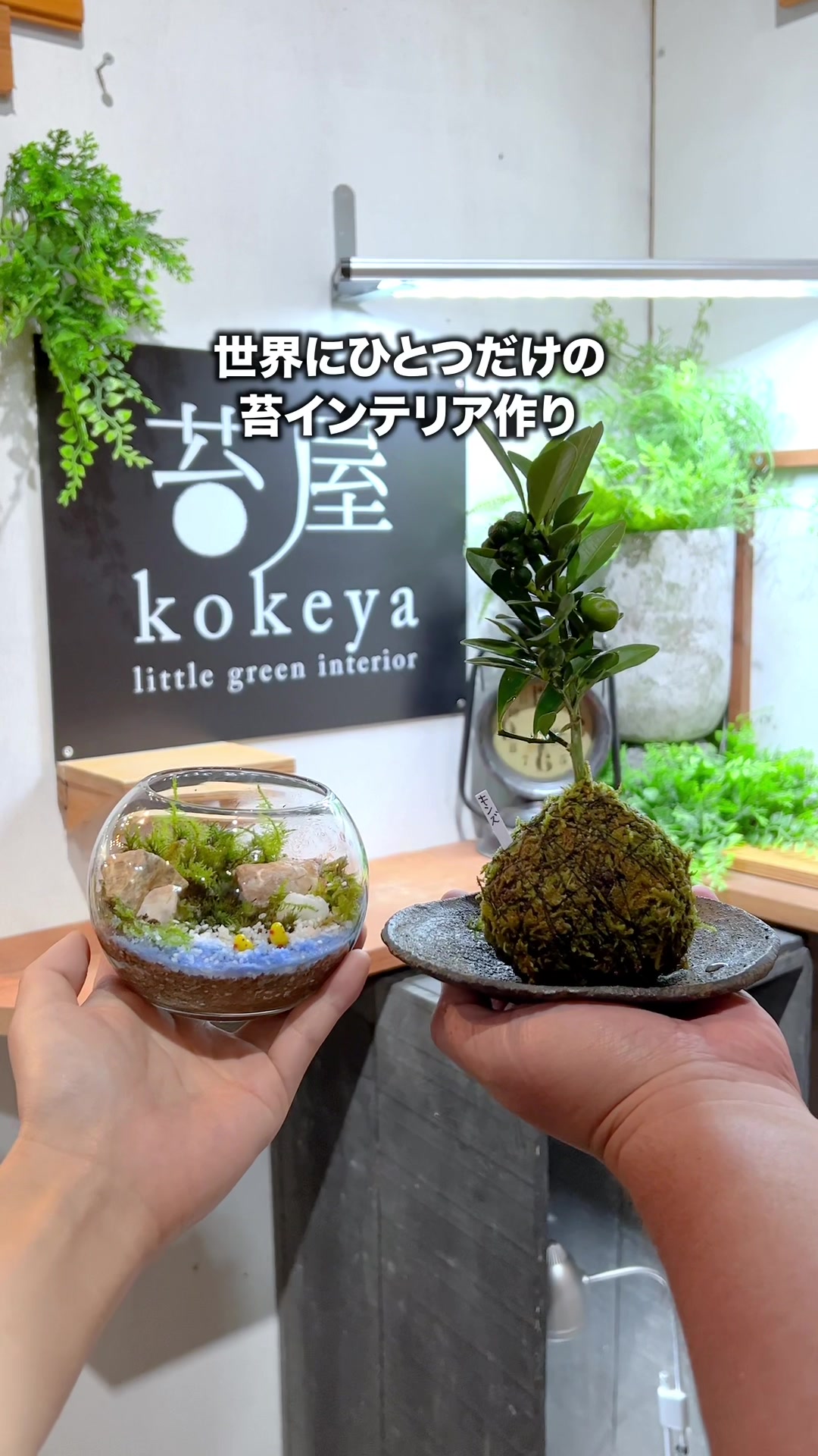 小さな緑のインテリア 苔屋