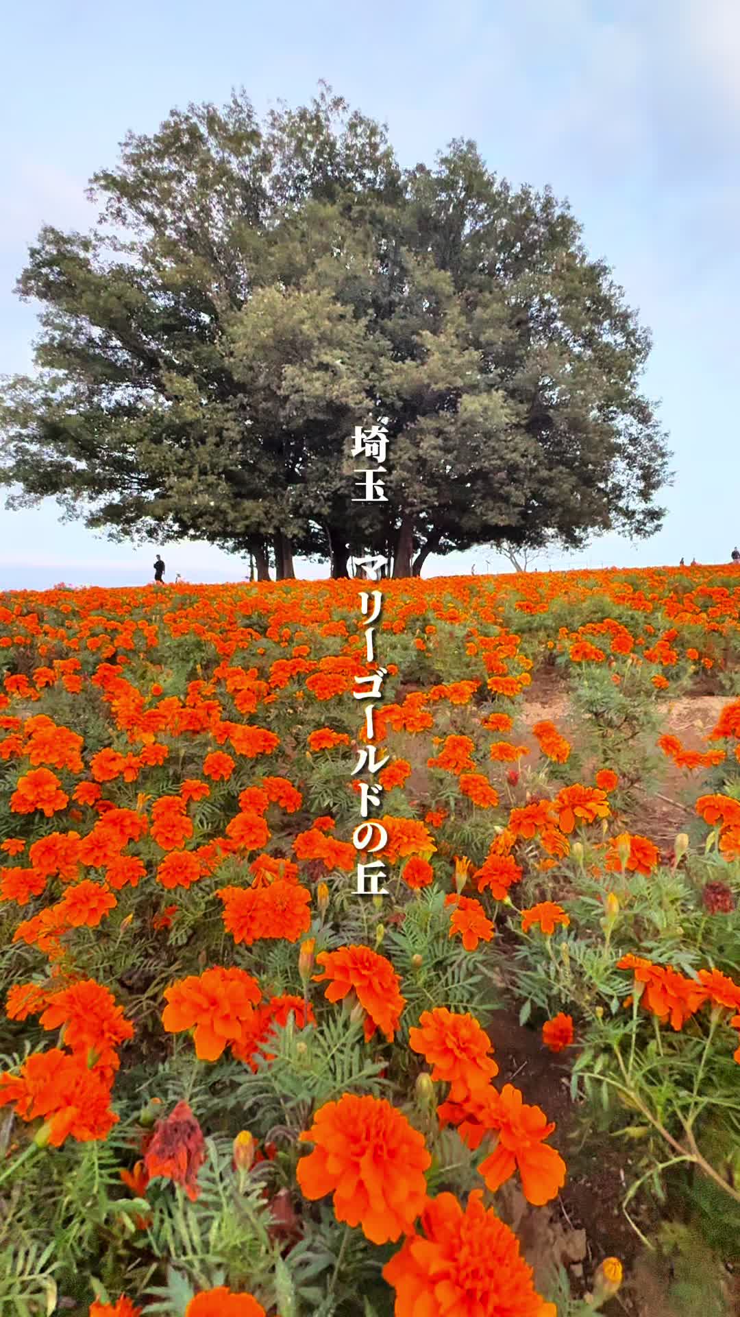 マリーゴールドの丘公園