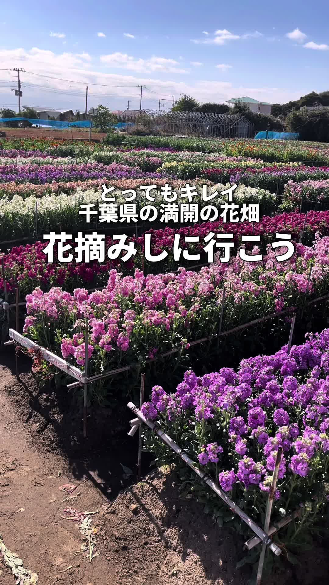 白間津お花畑