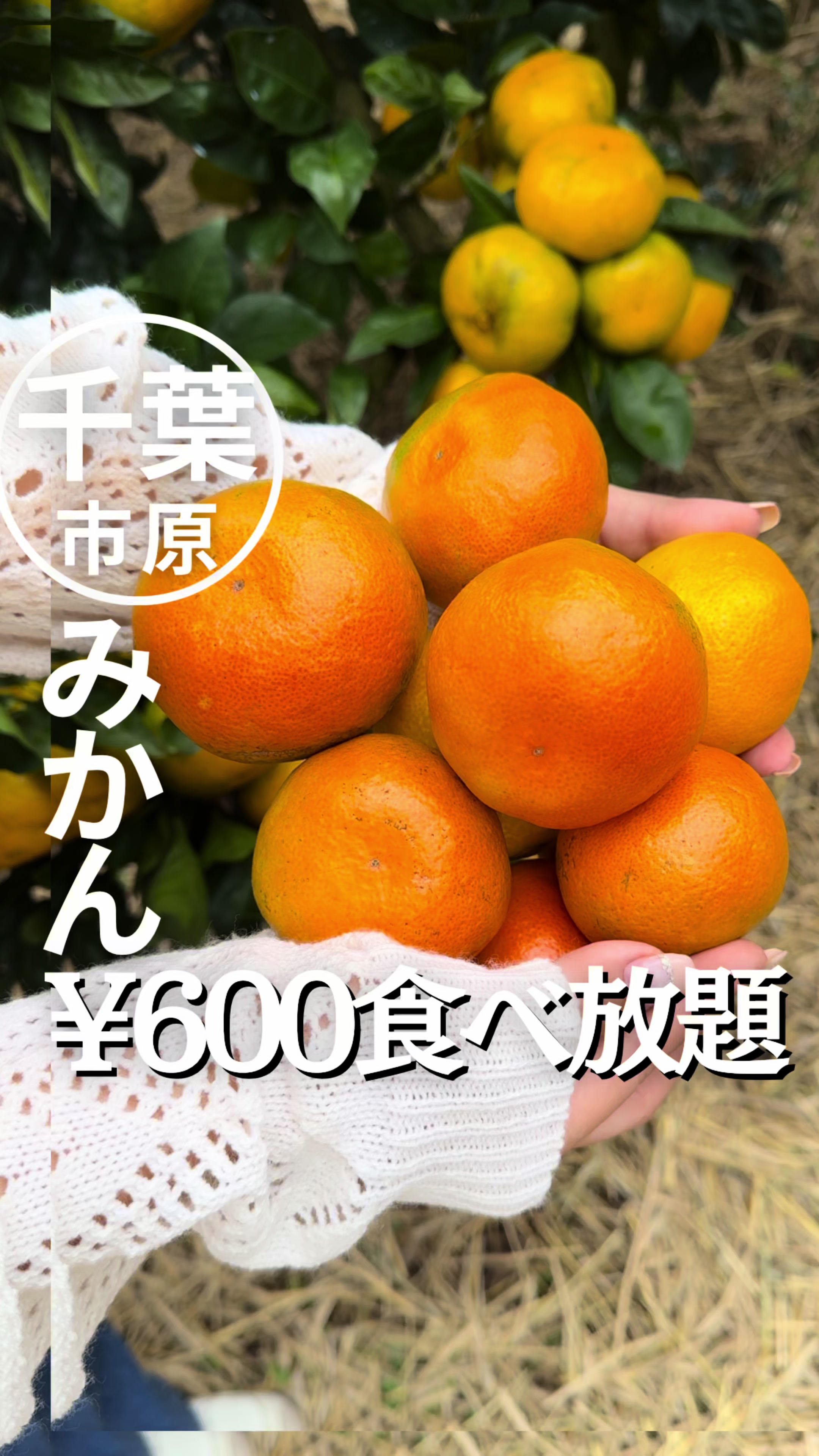 みかん狩り房総十字園