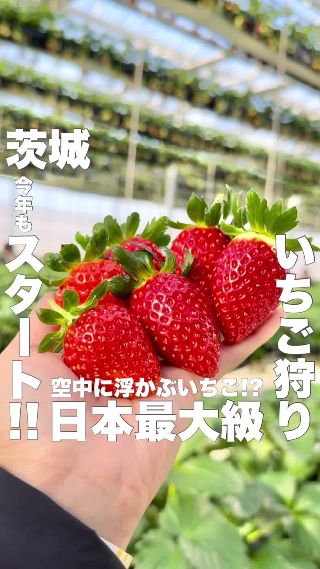 グランベリー大地