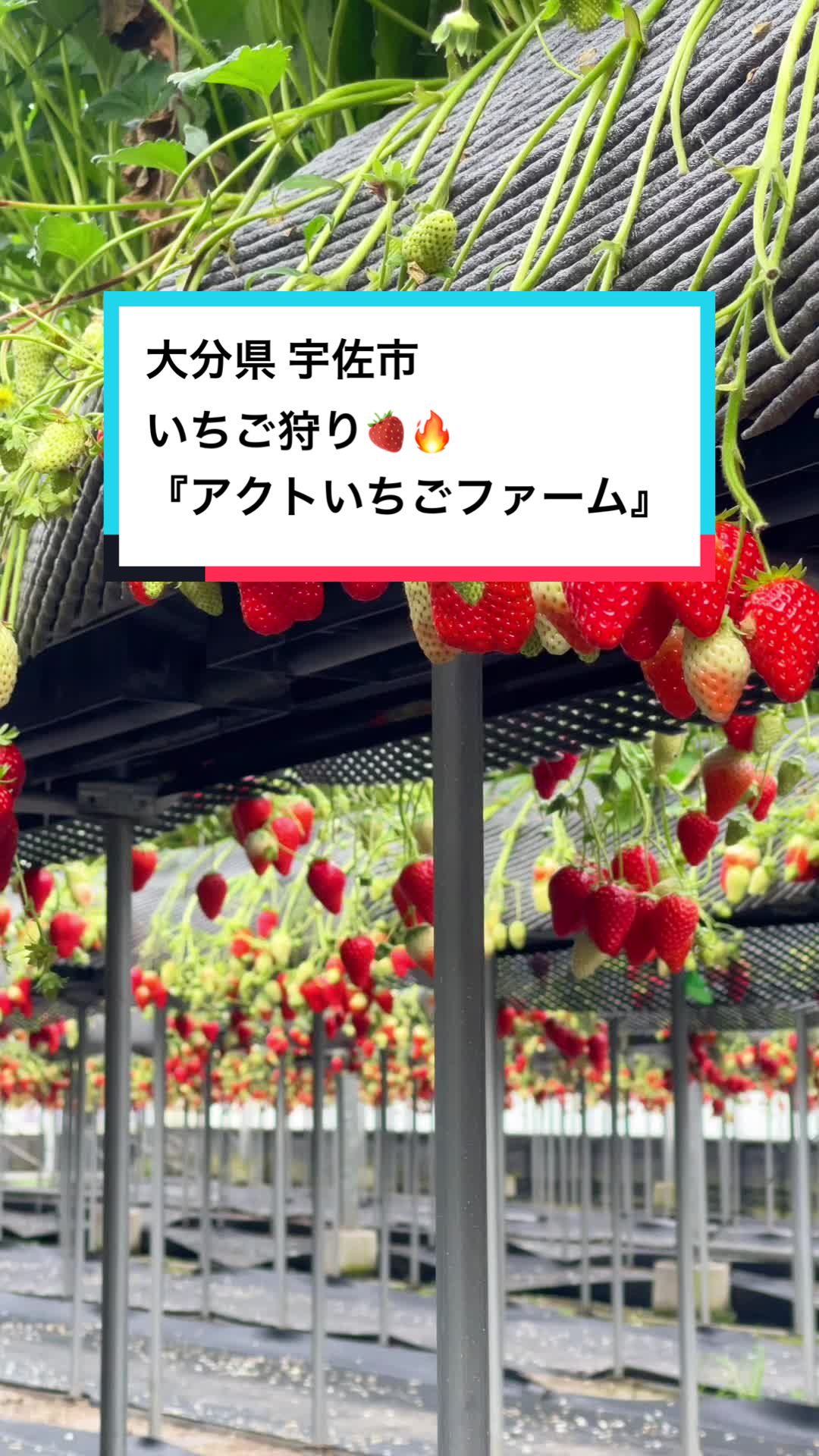 アクトいちごファーム