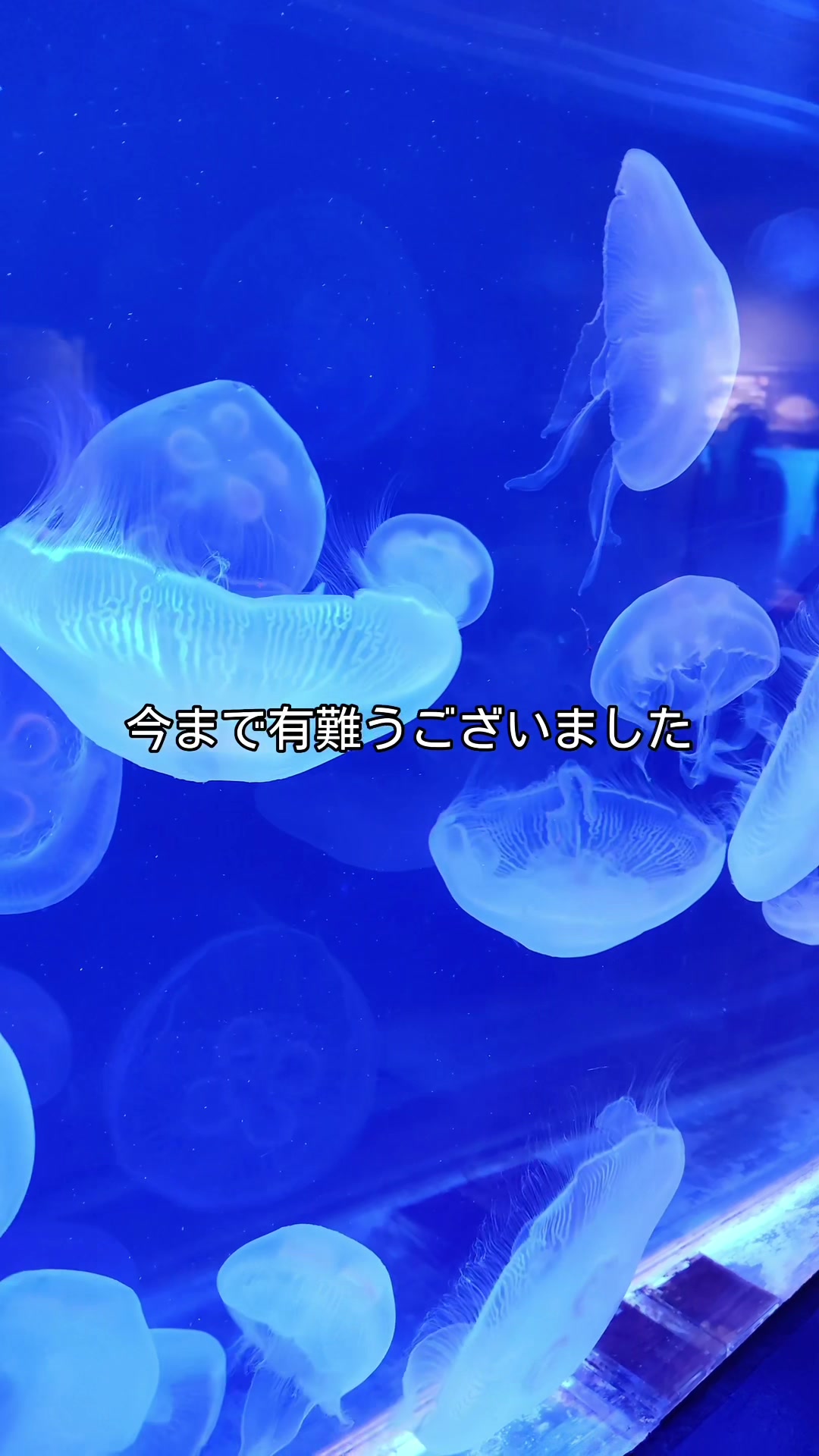 神戸市立須磨海浜水族園
