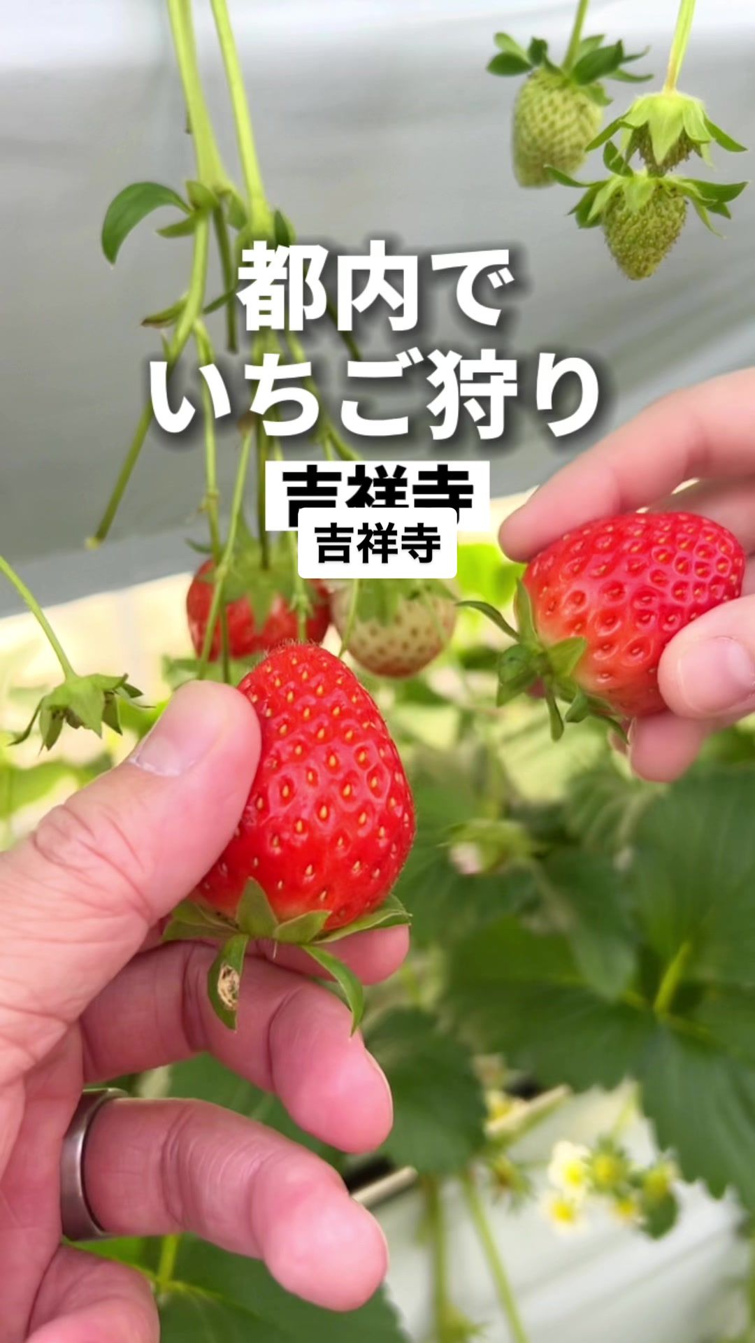 いちごランド 以志井農園