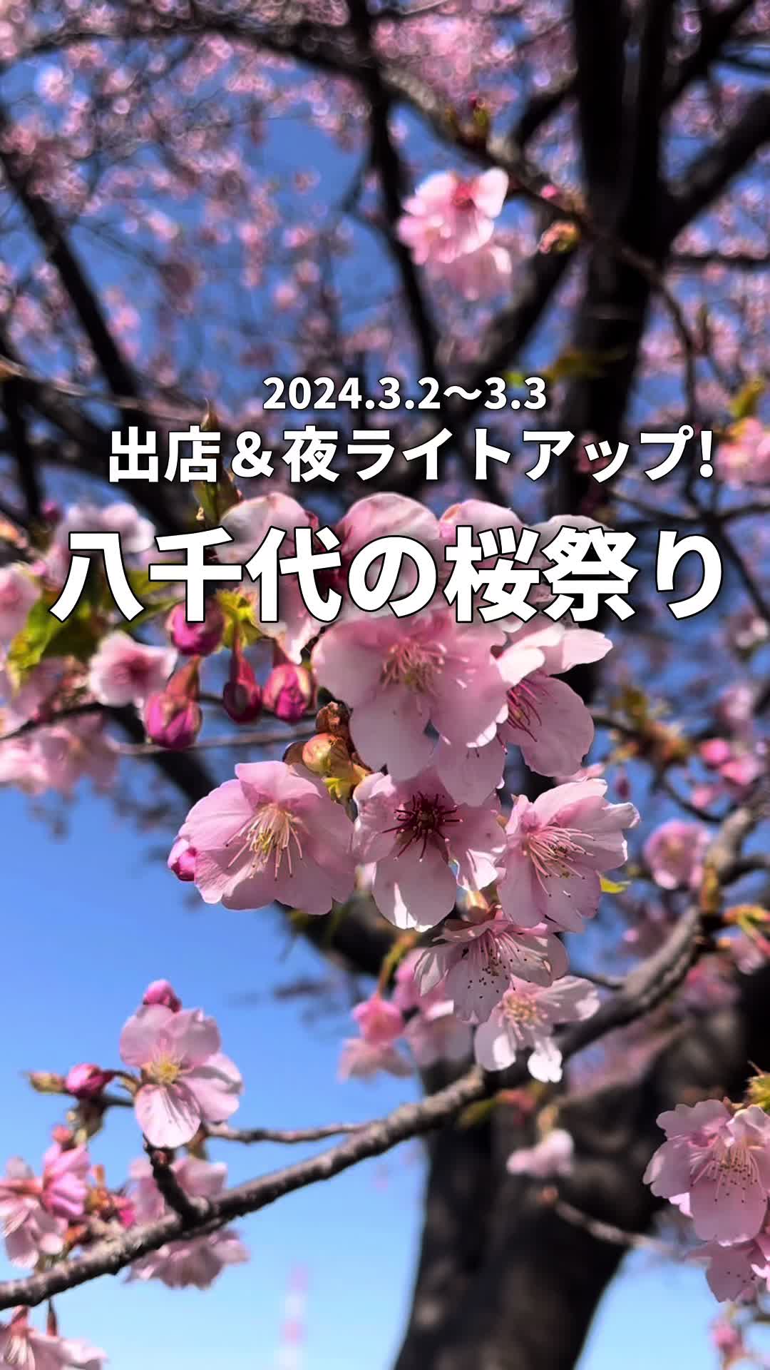 新川千本桜 （河津桜）