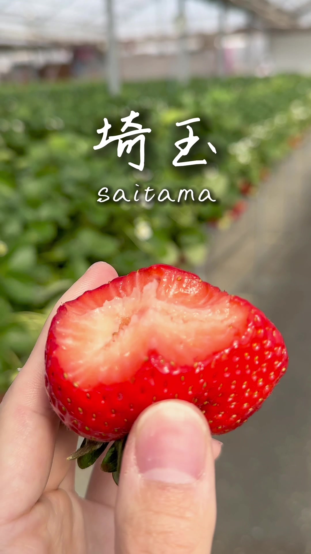 ベリーズファームハセガワ