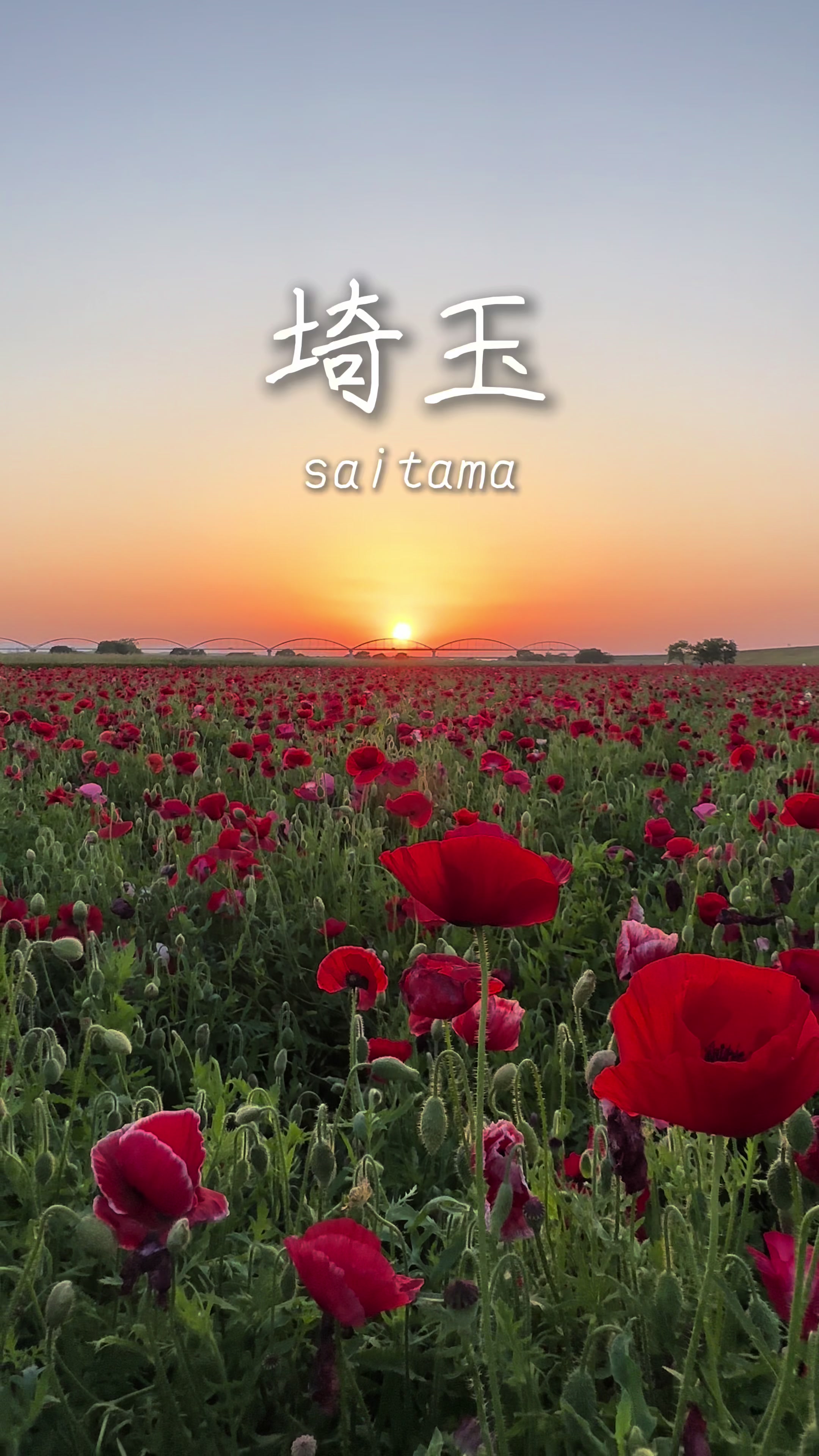 こうのす花まつり 麦なでしこ・ポピーまつり（吹上会場）