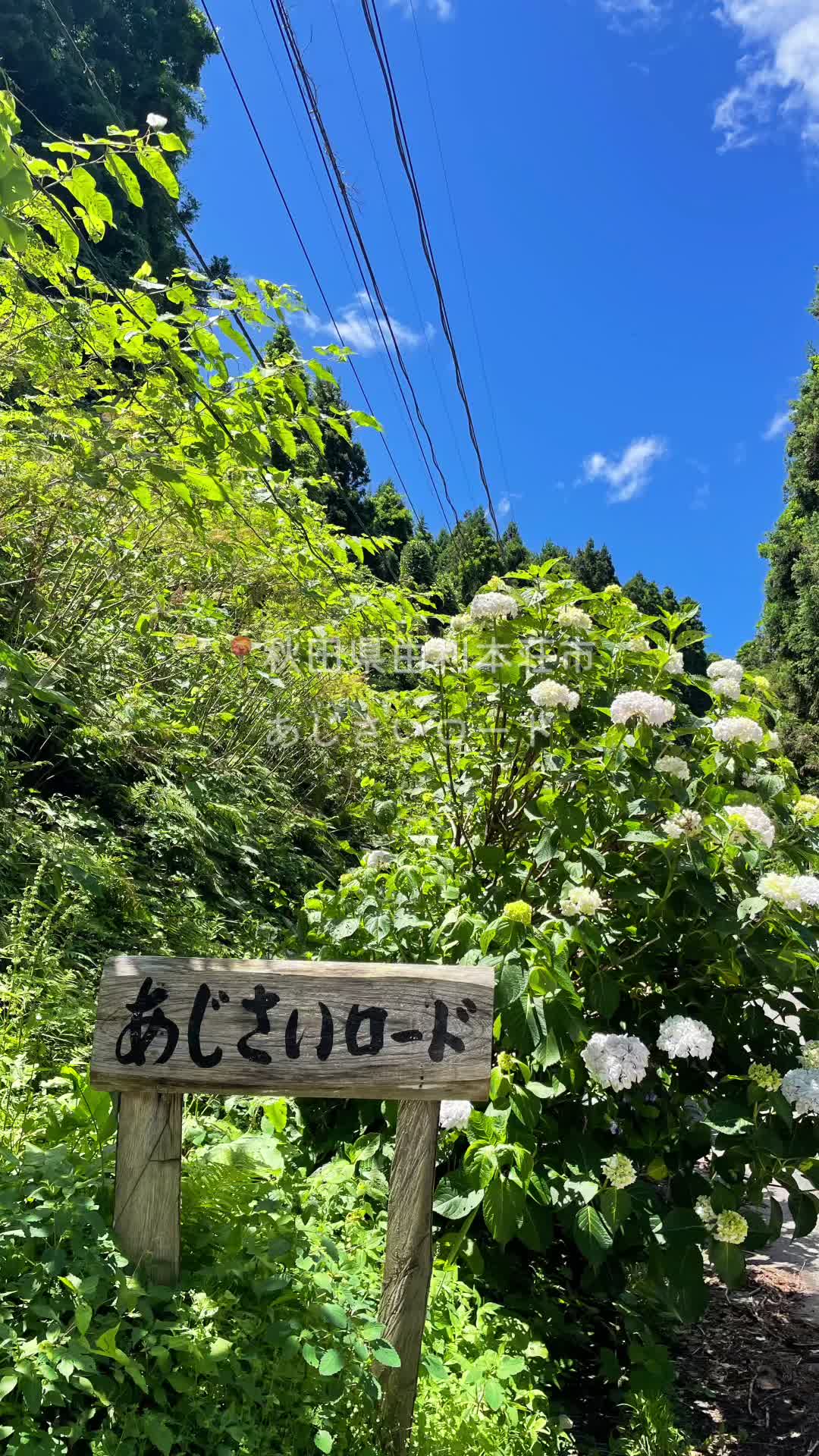 あじさいロード