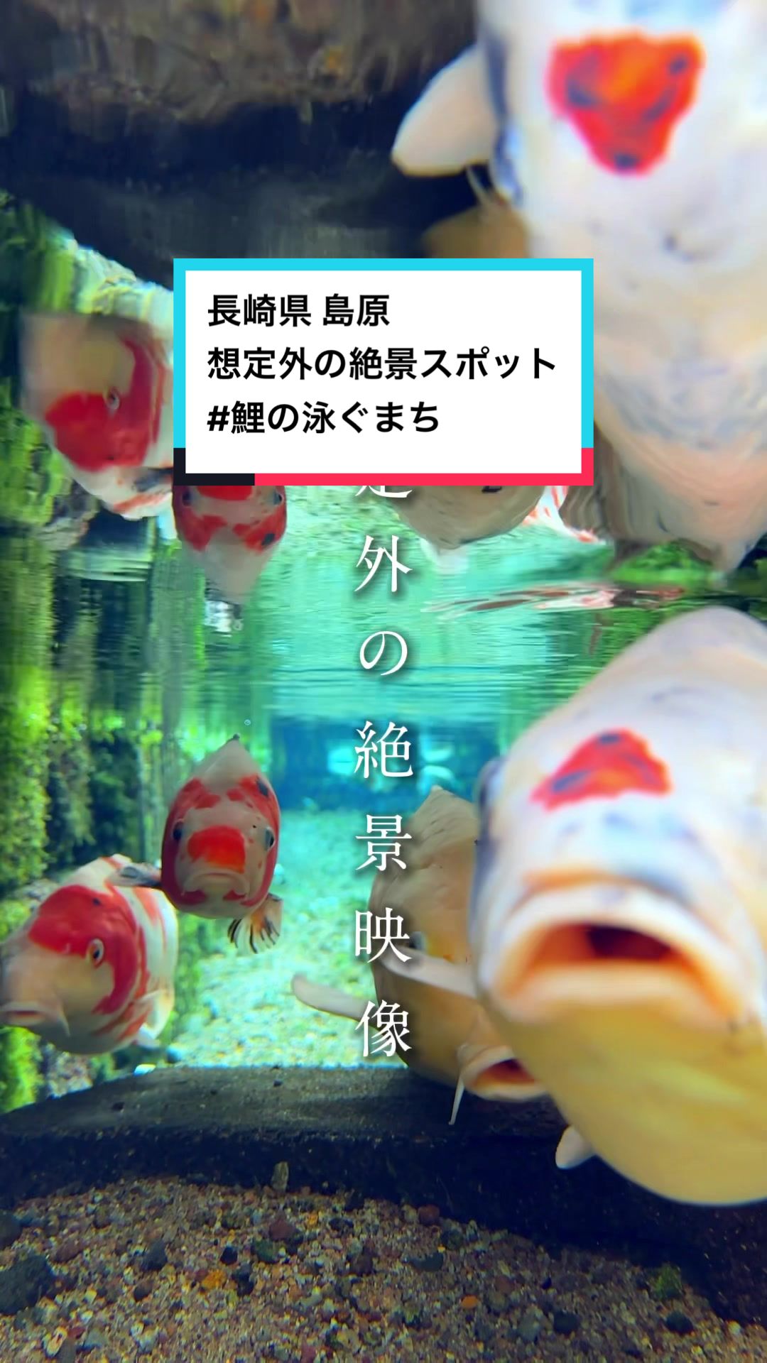 鯉の泳ぐまち