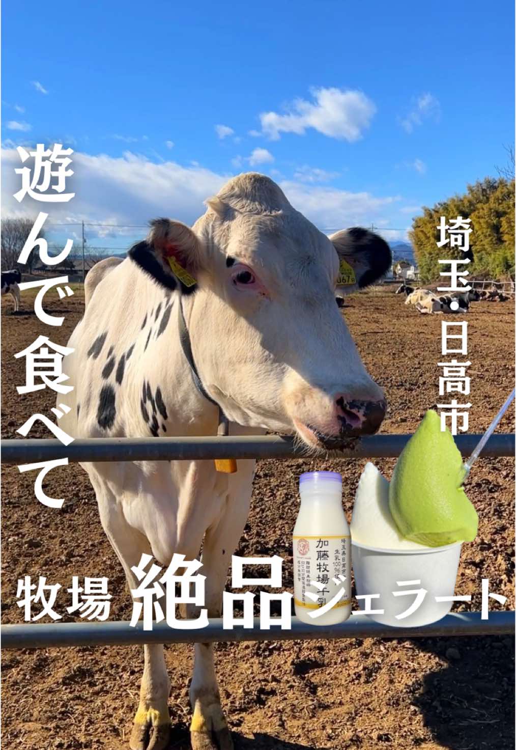 加藤牧場Baffi