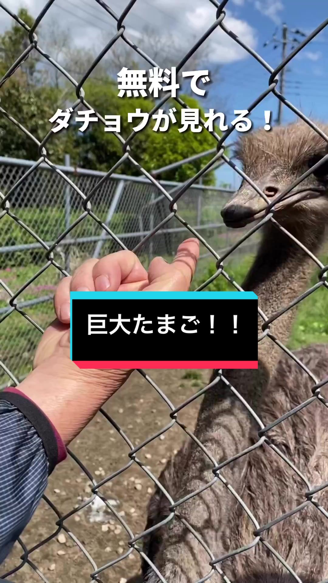 長生 ダチョウ牧場