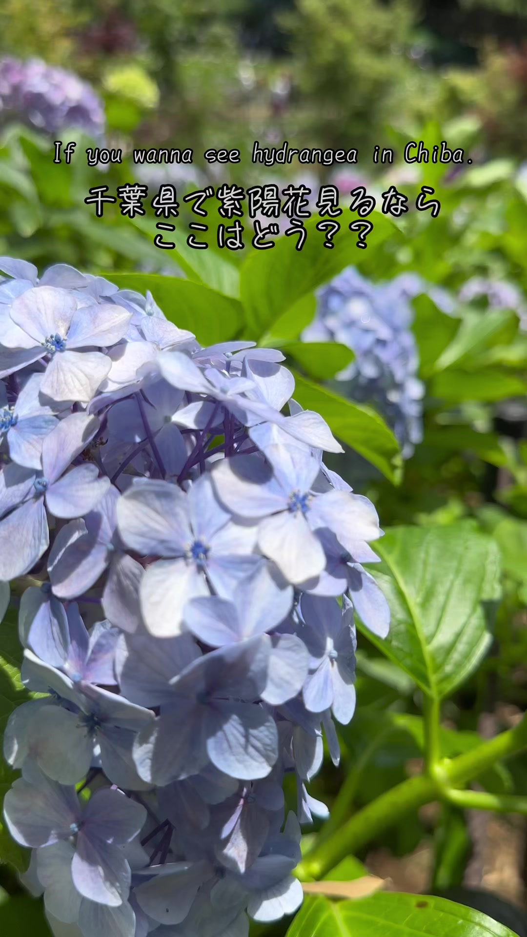 本土寺