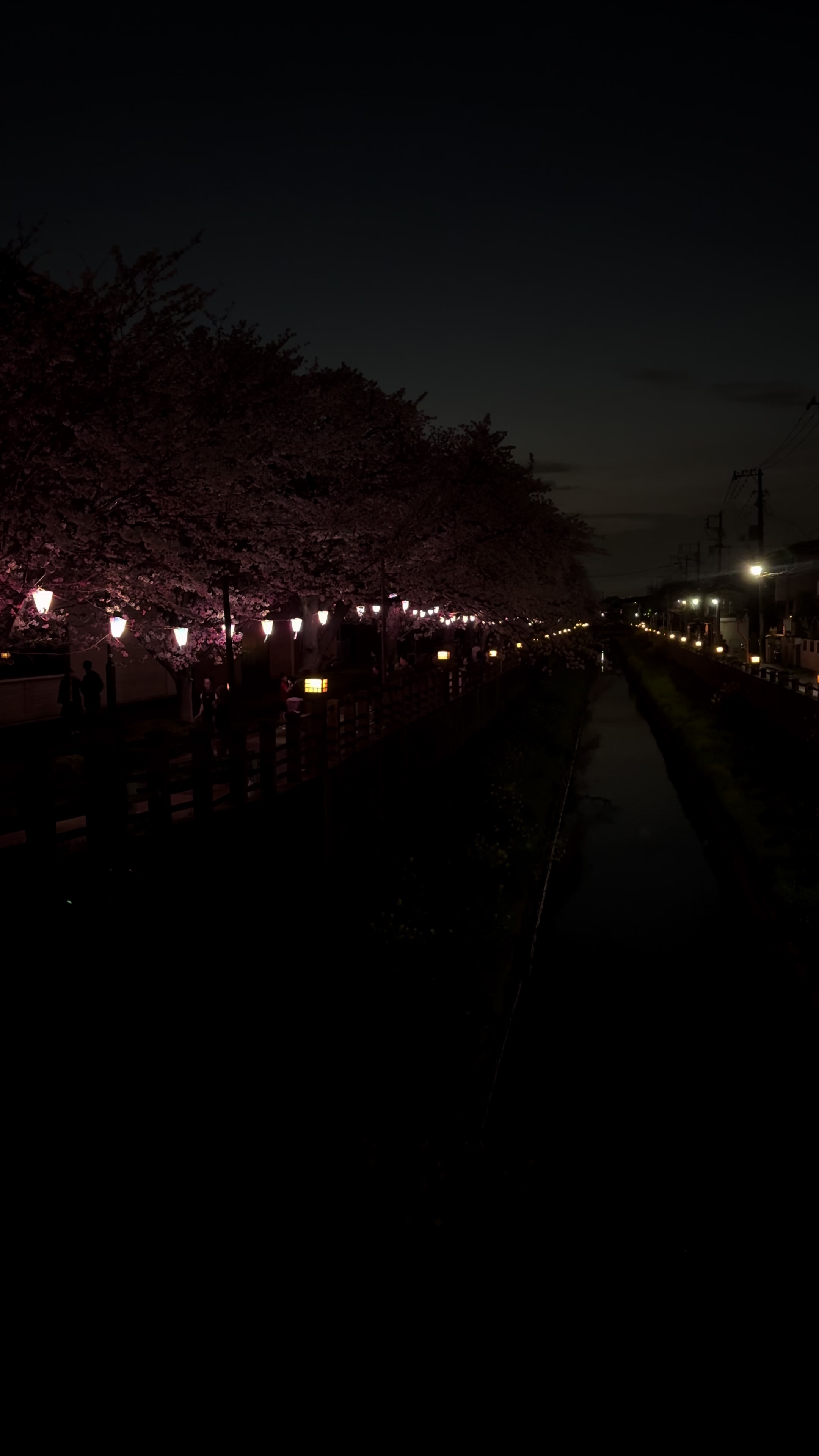 桜土手公園