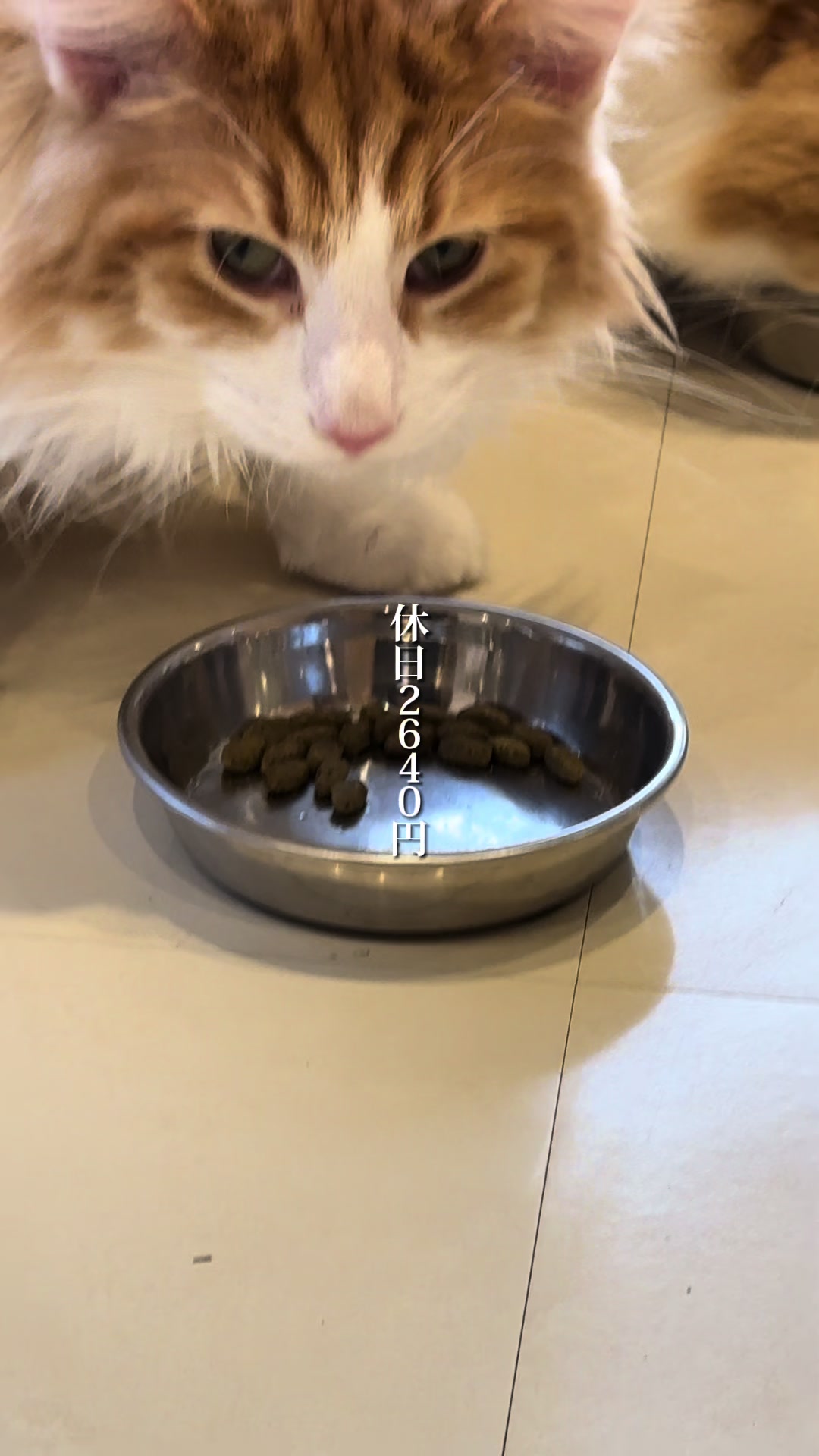 Cat Café MOFF SHIMINT HIROSHIMA店