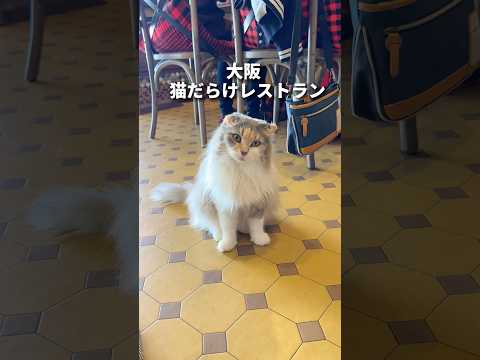 猫喫茶 ネコブ